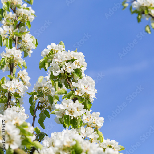 white tree spring blossom frame against blue sky