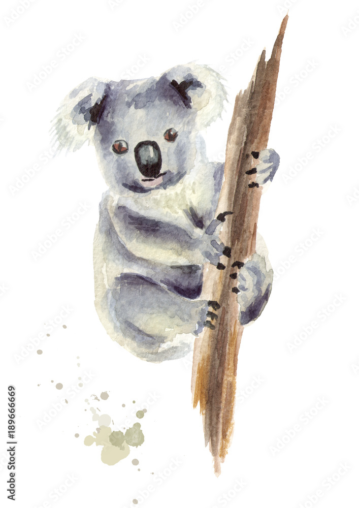 Koala bear sitting on a tree branch, isolated on white background ...