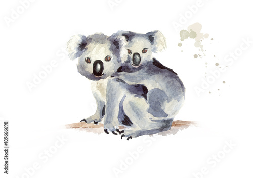 Photography Koala bear with baby sitting on a tree branch, isolated on white background