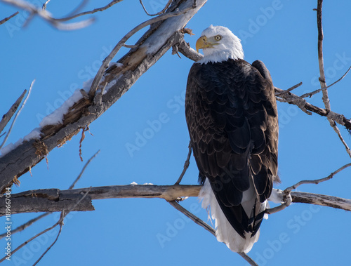 A Majestic Bald Eagle Perched in a Tree