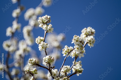 White color of Cherry Blossom © leelakajonkij