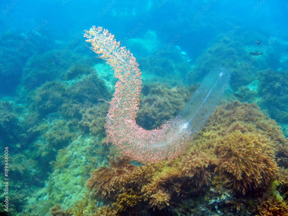 Red-spotted siphonophore, Forskalia edwardsi, Mediterranean sea, Pyrenees Orientales, France Red-spotted siphonophore, Forskalia edwardsi, Mediterranean sea, Pyrenees Orientales, France