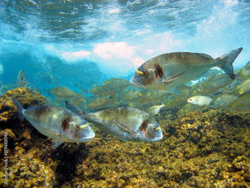 Gilt head bream fish underwater in the marine reserve of Cerbere-Banyuls, Mediterranean sea, Cote Vermeille, Roussillon, France