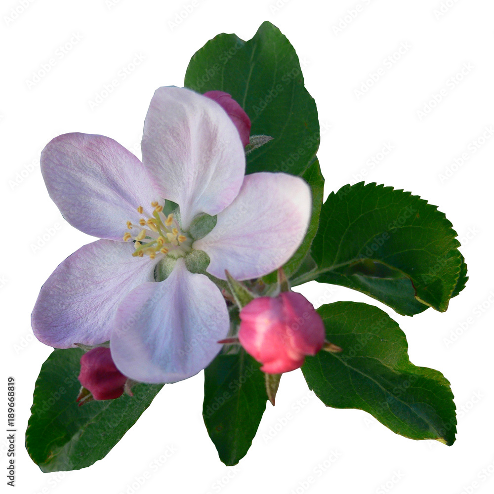 Spring flowering of an apple-tree. The isolated flowers on a white background. Spring flowering of an apple-tree. The isolated flowers on a white background.