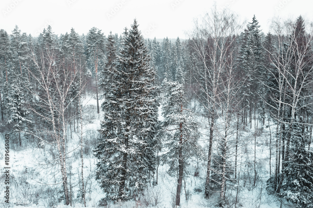 Winter landscape with coniferous and deciduous forest Winter landscape with coniferous and deciduous forest