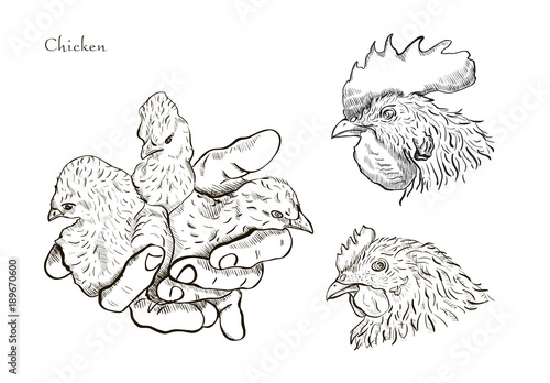 Vector chicken breeding hand drawn set.