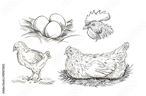 Vector chicken breeding hand drawn set.