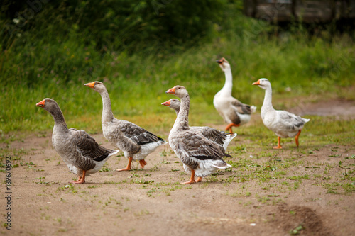 Geese on the field