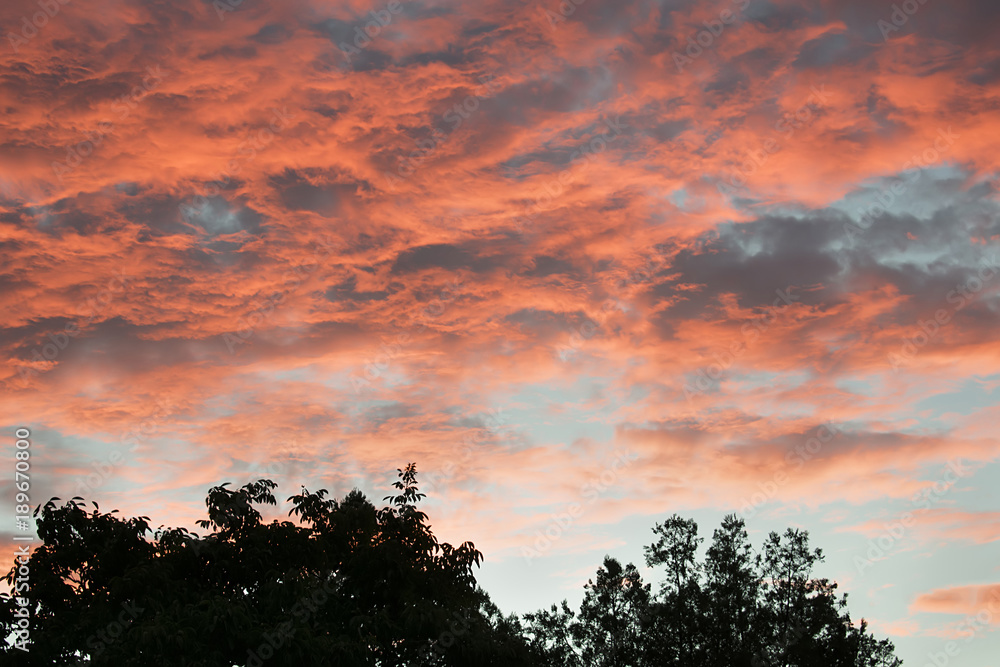 Sky with clouds and trees against the light.