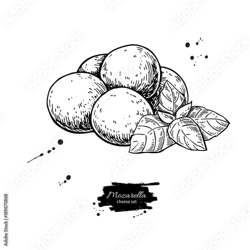 Mozzarella cheese vector drawing. Hand drawn baby mozzarella
