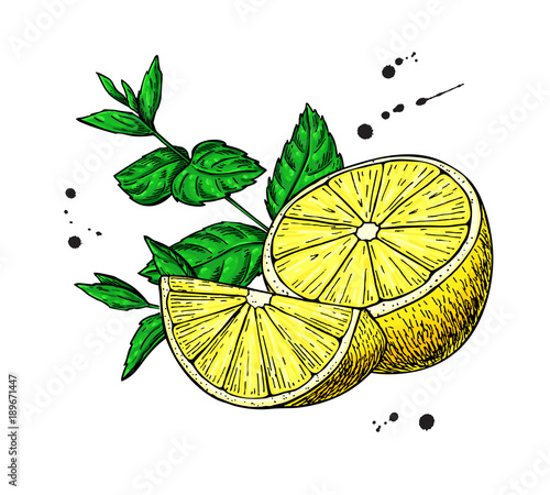 Lemons and mint vector drawing.  Hand drawn sliced fruit piece a