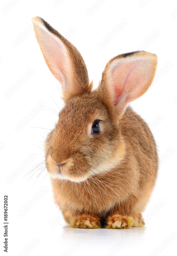 Obraz premium Brown rabbit on white.