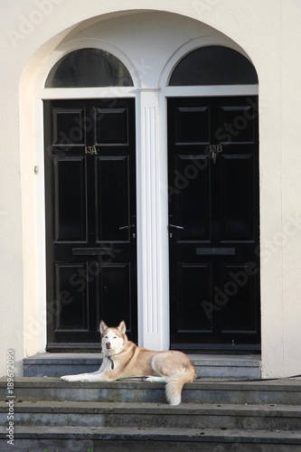 Husky sitzend vor zwei schwarzen Eingangstüren © Licht und Schatten