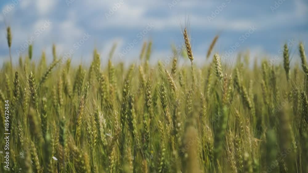 Wheat ears in field. blue sky, clouds. Golden wheat field. Yellow grain ready for harvest growing in farm field. Wheat ears in field. blue sky, clouds. Golden wheat field. Yellow grain ready for harvest growing in farm field.