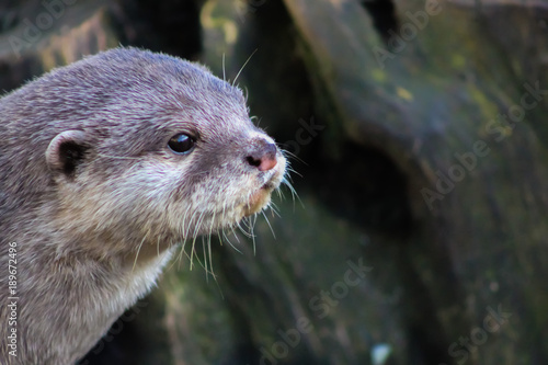 short clawed otter 5