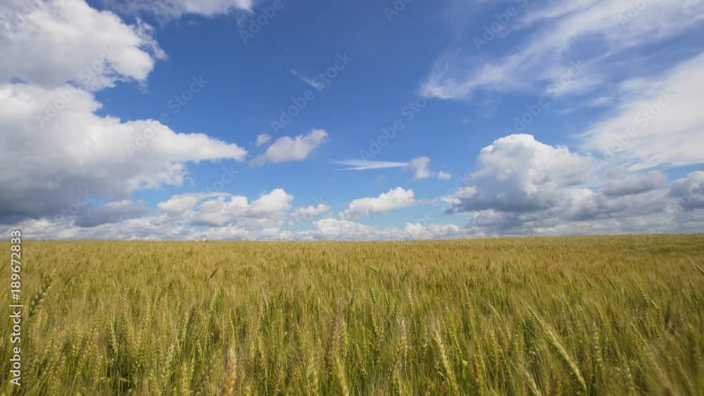 Wheat ears in field. blue sky, clouds. Golden wheat field. Yellow grain ready for harvest growing in farm field. Wheat ears in field. blue sky, clouds. Golden wheat field. Yellow grain ready for harvest growing in farm field.