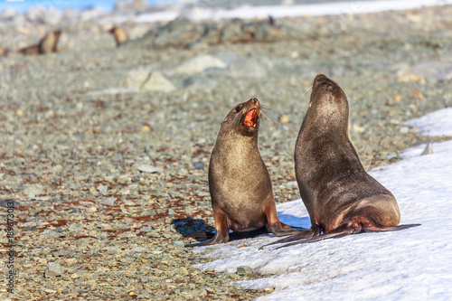 Couple of antarctic fur seals playing and barking at each other at Half Moon Island, Antarctic peninsula