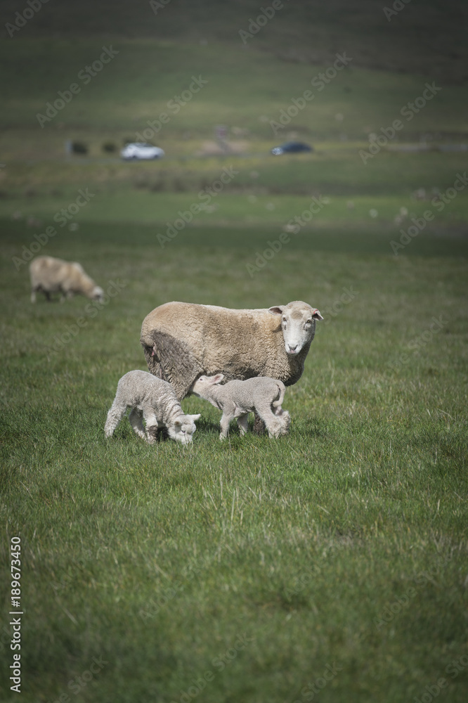 Sheep in farm, Australia Sheep in farm, Australia