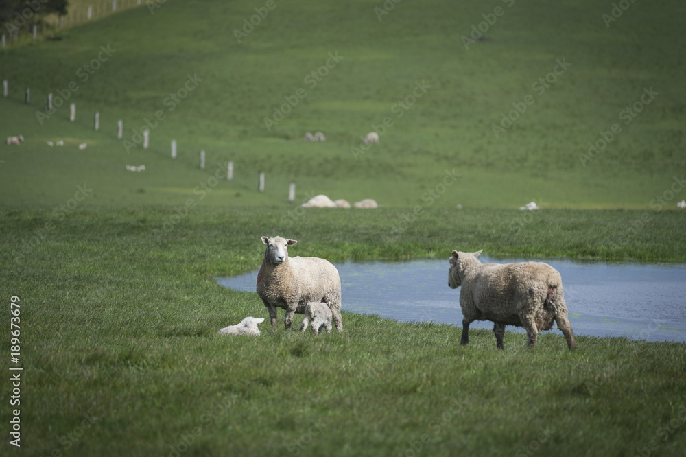 Fototapeta premium Sheep in farm, Australia