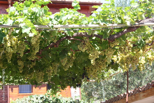 vine plant