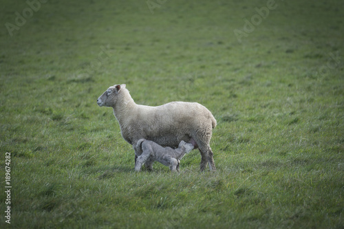 Sheep in farm, Australia