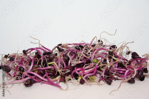fresh sprouts  