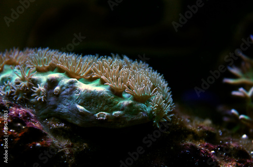 Cup coral in aquarium