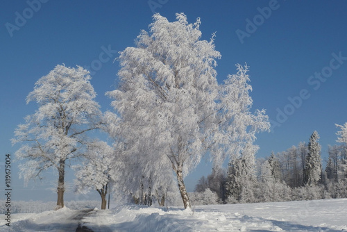 Zimowe drzewa pokryte szadzią photo