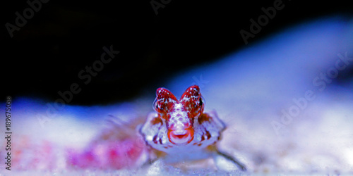 Red Scooter Dragonet (Synchiropus stellatus) 