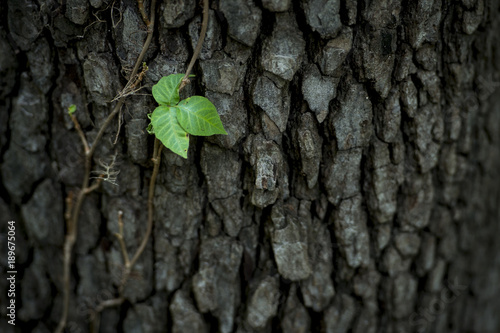 Nature Ivy