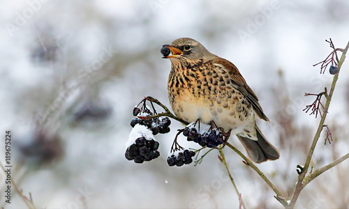 Winter fieldfare, a bird of the thrush family Turdidae - Turdus pilaris, on the branch of black rowan bush eating its winter berries, on white background.  photo