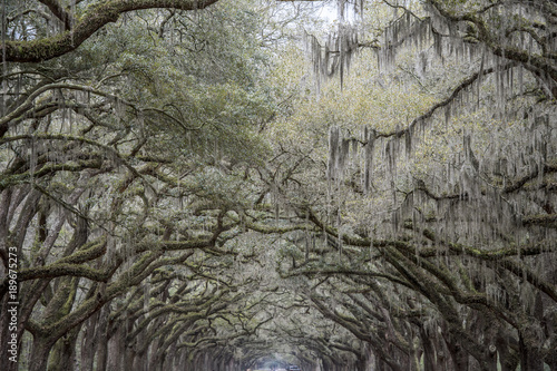 Spanish Moss