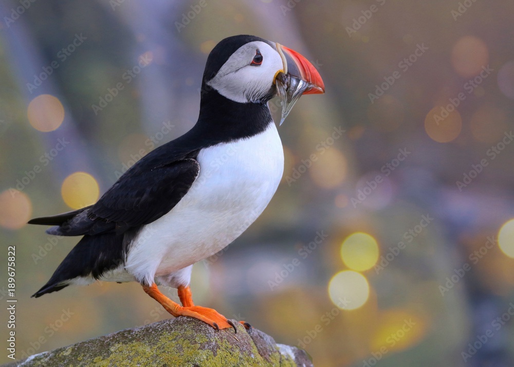 Fototapeta premium Atlantic Puffin