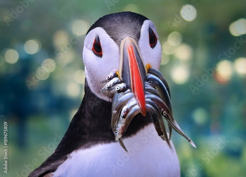 Atlantic Puffin
