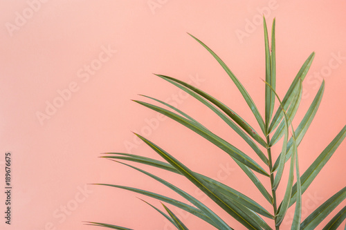 Obraz Kolczaste palmy liść na różowym tle ściany brzoskwiniowe. Dekoracja wnętrz roślin pokojowych. Pastelowe kolory Hipster Funky Style. Seaside Vacation Fun Wanderlust Fashion Concept. Kopiuj przestrzeń