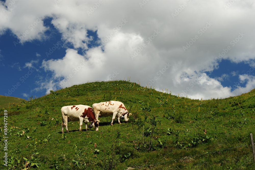 Cows eating on a slope