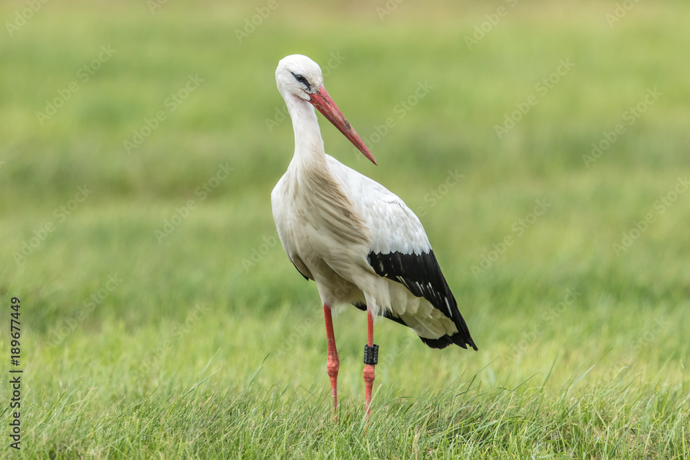 Fototapeta premium storch