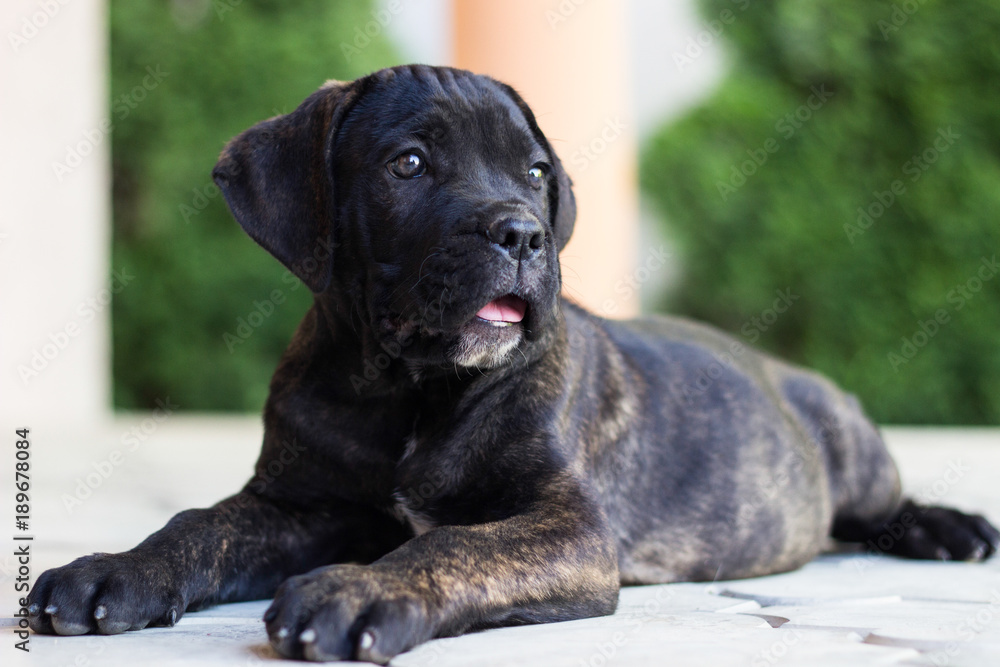 Obraz premium Beloved Puppy