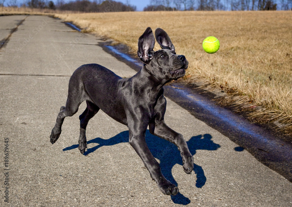 A great Dane puppy focuses on a tennis ball hanging in mid air that it's chasing outdoors.