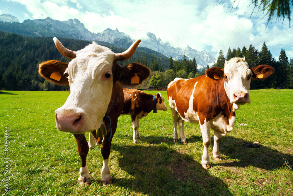 italian  cows on a pasture