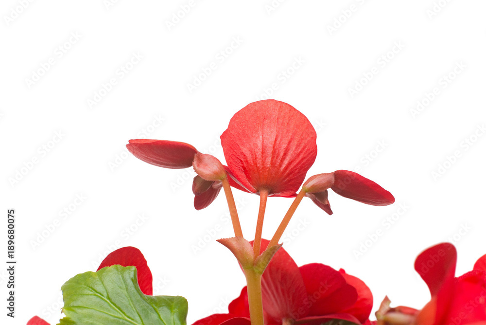 Begonia red flowers isolated on white background. Flat lay, top view