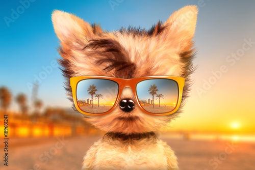 Dog in sunglasses stand in front travel background
