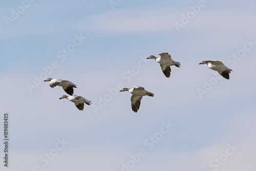 Birds snow geese landing at Salton Sea field