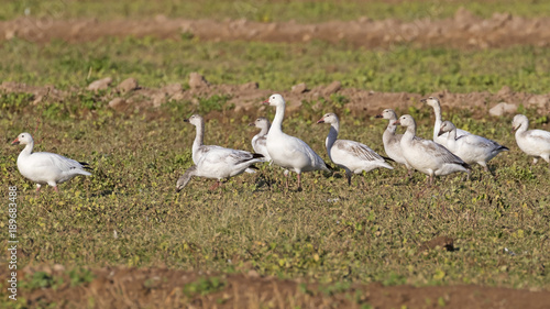 Birds snow geese in a field at the Salton Sea © kgrif