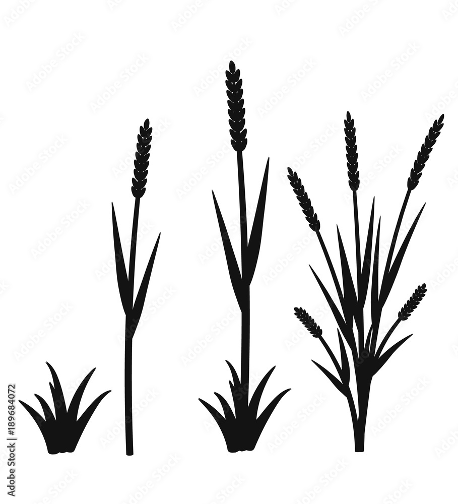 Silhouette of grass with inflorescences spike Silhouette of grass with inflorescences spike