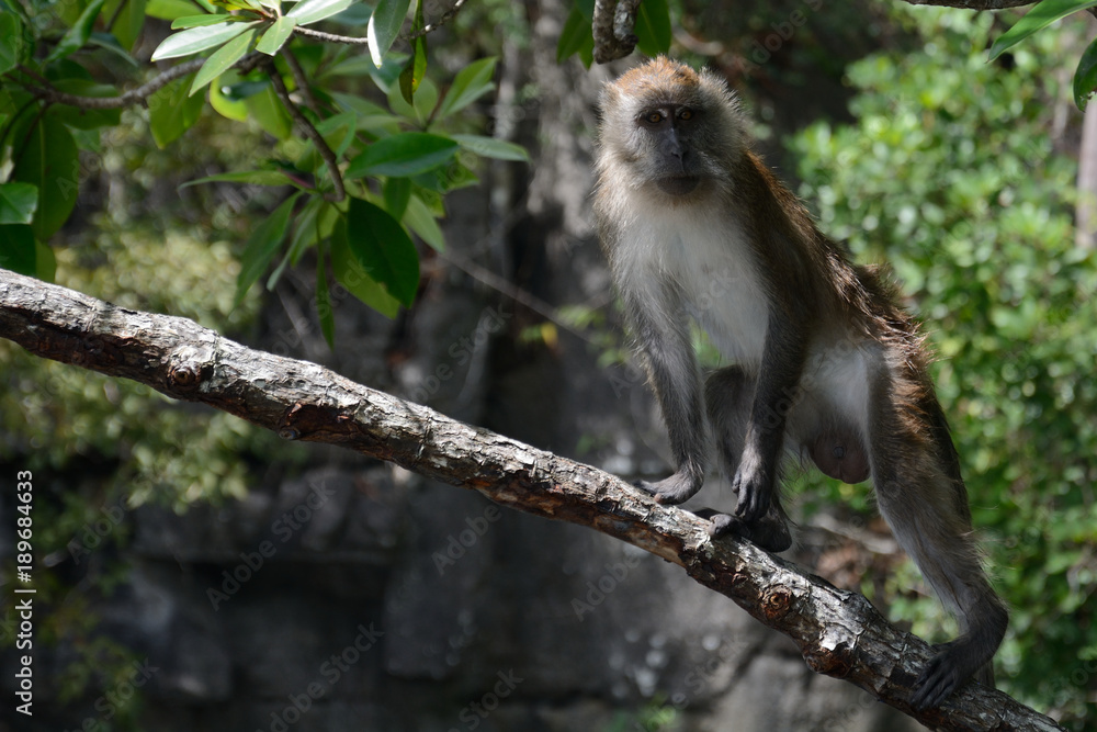 Long-tailed macaque, Langkawi, Malaysia