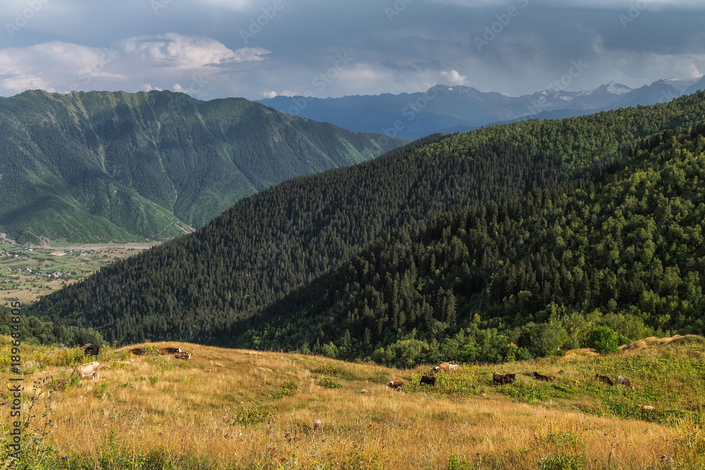 View on a meadow in mountains of Svaneti Georgia