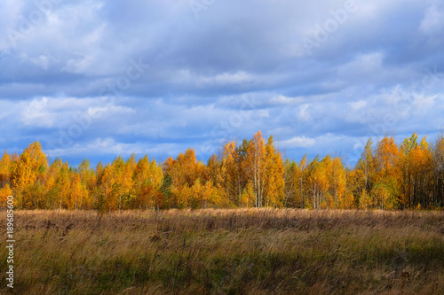 The view of the meadow in the autumn.