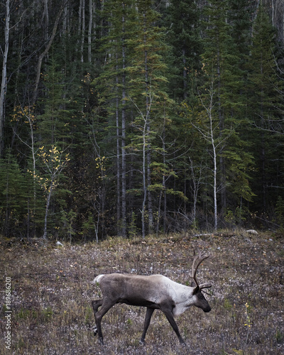Caribou Buck