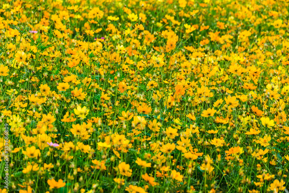 Obraz premium close up yellow cosmos flower for background